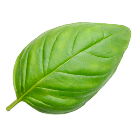 basil1