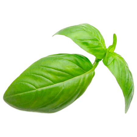 basil2